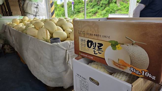 수신면에서 재배한 신선한 멜론이 출하를 앞두고 있다. ⓒ천안시 제공