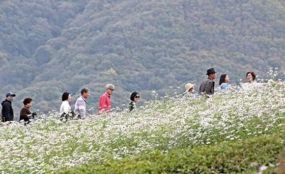 정읍 구절초 축제를 찾은 관광객들  [사진=정읍시 ]