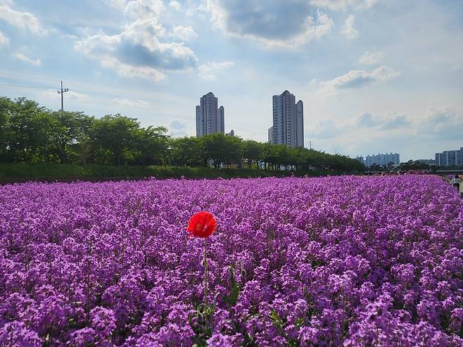 영천강변공원은 약 11만㎡ 규모의 넓은 부지를 갖추고 있으며, 수변 경관과 생태환경, 산책로, 휴식공간, 계절별 꽃단지 등이 조화를 이루고 있다. /조규남 기자