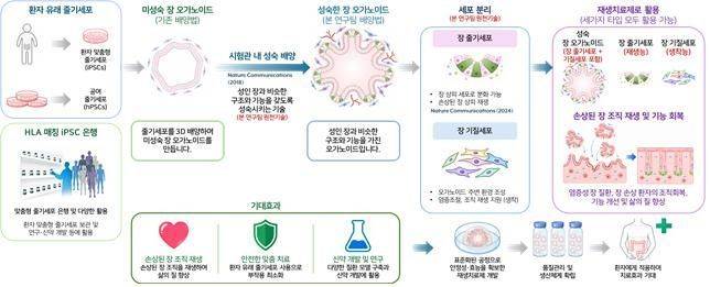 장 오가노이드 기반의 재생치료제 개발 및 활용 개요. 한국생명공학연구원
