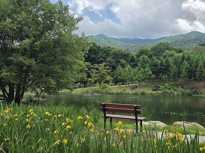 ▲ 거울연못 노랑꽃창포 풍경. 한국수목원정원관리원 제공