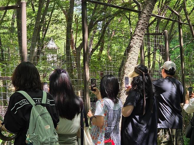 대전 오월드가 재개장한 5일 오전 늑대사파리에 늑구를 보러 온 관람객들이 모여들어 사진을 촬영하고 있다. /뉴스1