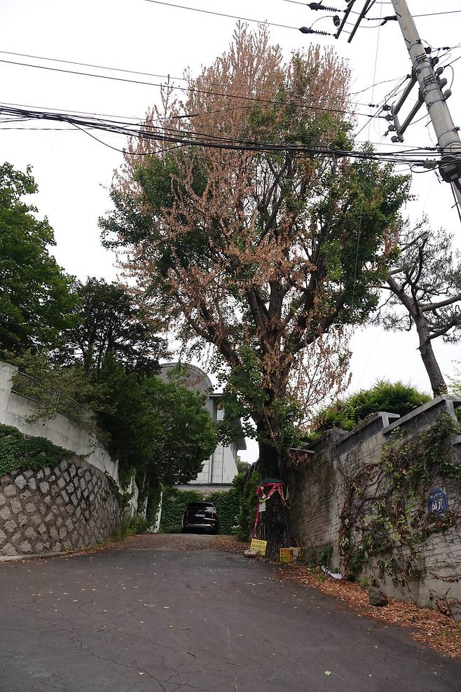 2026년 6월1일 서울 종로구 부암동 환기미술관 옆 고목나무(은행나무)가 마치 불길에 화상을 입은 듯 잎 상당 부분이 누렇게 변색됐다. 주변 나무들이 짙은 초록색을 띤 것과 대비된다. 환기미술관은 담장 훼손을 이유로, 200살가량 된 이 은행나무에 독극물(제초제)을 주입했다. 김양진 기자