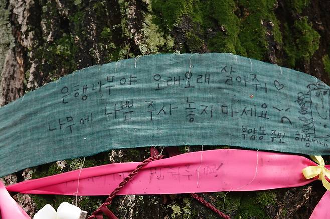 ‘나무에 나쁜 주사 놓지 마세요.’ 2026년 6월1일 환기미술관이 주입한 제초제에 피해를 입은 은행나무 곁에 시민들의 마음이 담긴 띠가 둘러져 있다. 김양진 기자