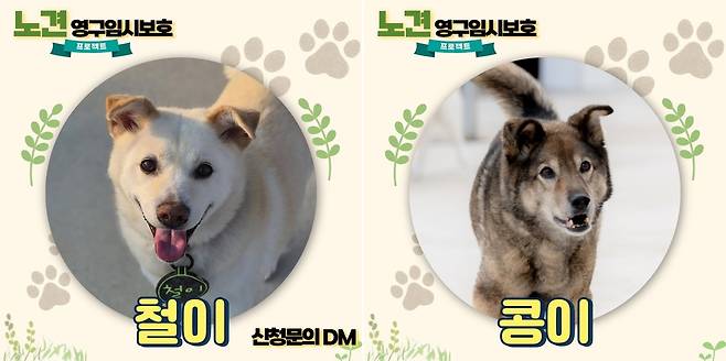 영구 임시보호 프로젝트 대상견(빅독포레스트 공식 인스타그램) ⓒ 뉴스1
