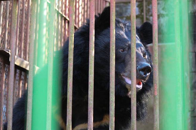 웅담채취용 사육농장에 남아있던 반달가슴곰 6마리가 덴마크 동물원으로 보내진다. 사진은 경기 김포 한 농장의 사육곰 모습. 동물자유연대 제공