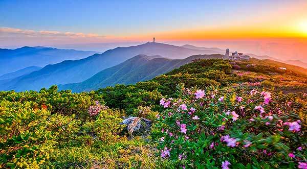 소백산 연화봉 일대 능선에 철쭉이 흐드러지게 폈다. 사진 이순섭 사진가.
