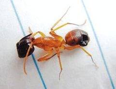 붉은불개미./ 연합뉴스
