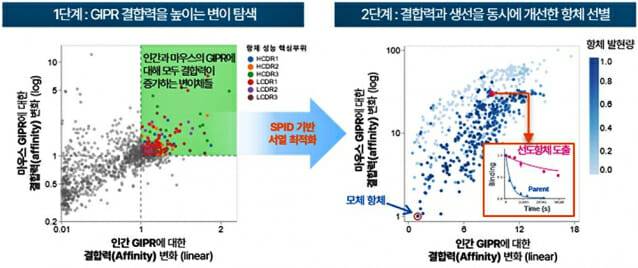 프로티나는 독자적 플랫폼(SPID)을 통한 고속 변이체 스크리닝 및 서열 최적화 과정을 통해 개발 가능성이 높은 항체를 도출한다 (제공=프로티나)
