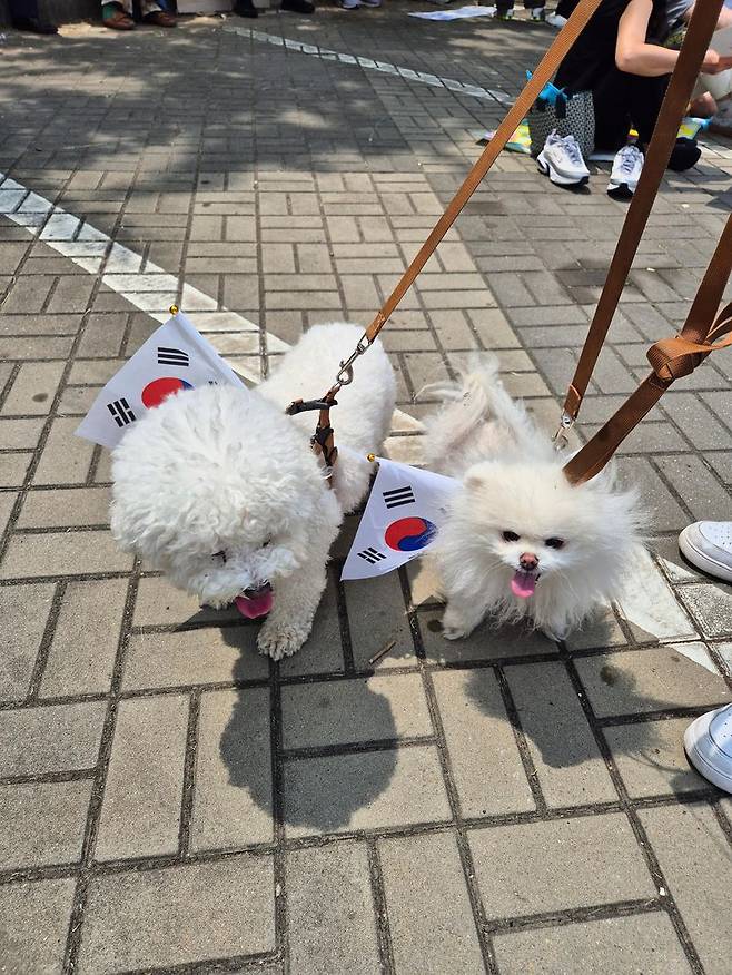 반려견에게 태극기를 둘러주고 집회 현장을 찾은 시민들도 눈에 띄었다. 사진=김예지 기자