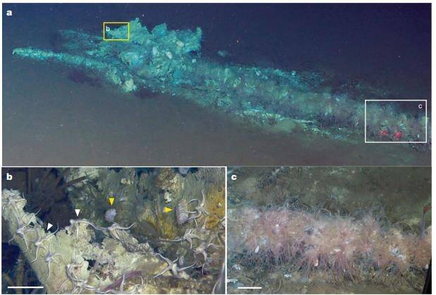 인도양 디아만티나 구역 고래 공동묘지 사체 주변 생태계 [Nature, Xiaotong Peng et al. 제공. 재판매 및 DB 금지]