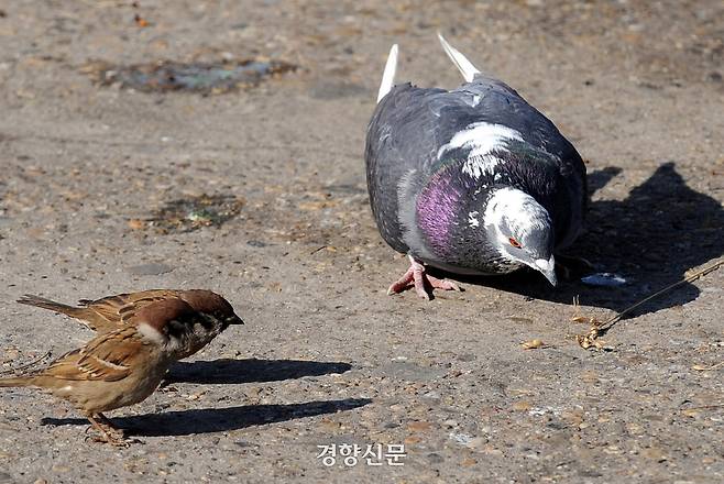 비둘기와 참새가 먹잇감을 놓고 신경전을 벌이고 있다. 경향신문 자료사진