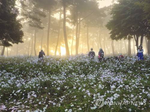 정읍 구절초정원 운무 [연합뉴스 자료사진]