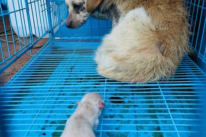 도살장에서 발견된 개.[휴메인 월드 포 애니멀즈 홈페이지 갈무리]