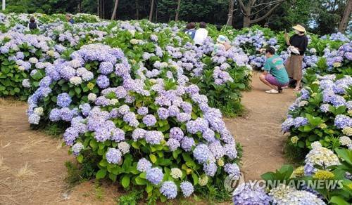 2021년 거제 남부면 수국 축제 [경남 거제시 제공. 재판매 및 DB 금지]