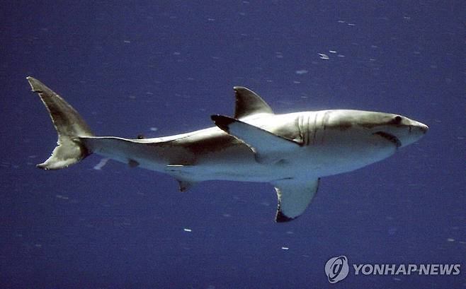 백상아리 [AP 연합뉴스 자료사진. 재판매 및 DB 금지]