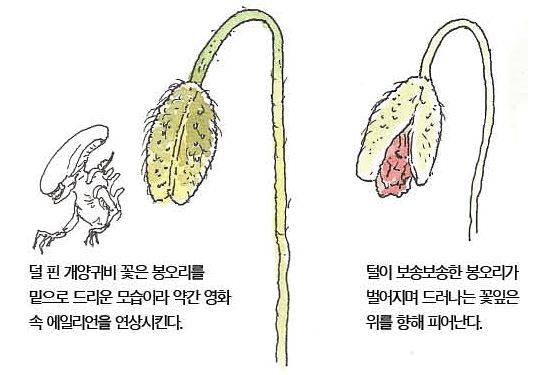 우리 주변 식물들의 비밀 이야기 75 개양귀비