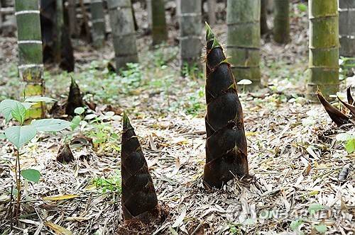 죽녹원의 죽순과 대나무 숲 [담양군 제공]