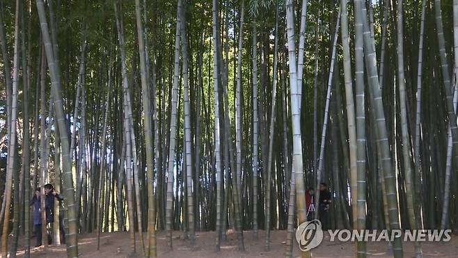 부산 기장군 철마면 아홉산 숲 [연합뉴스TV 제공]