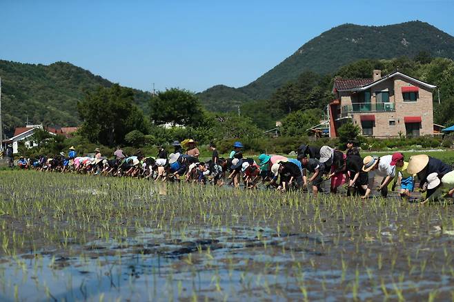 13일 전북 완주 고산면에서 열린 ‘풍년기원 단오 한마당’에서 학생들과 학부모가 논에 모를 심고 있다. 고산향교육공동체