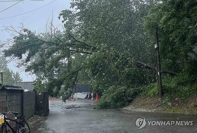 강릉서 강풍과 폭우에 쓰러진 나무 (강릉=연합뉴스) 20일 오전 10시 55분께 강원 강릉시 경포동의 도로변에서 폭우와 강풍으로 나무가 쓰러져 있다. 2026.6.20 [강원특별자치도소방본부 제공. 재판매 및 DB 금지] yoo21@yna.co.kr
