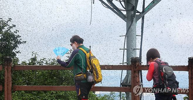 러브버그로 점령당한 계양산 정상 [연합뉴스 자료사진]