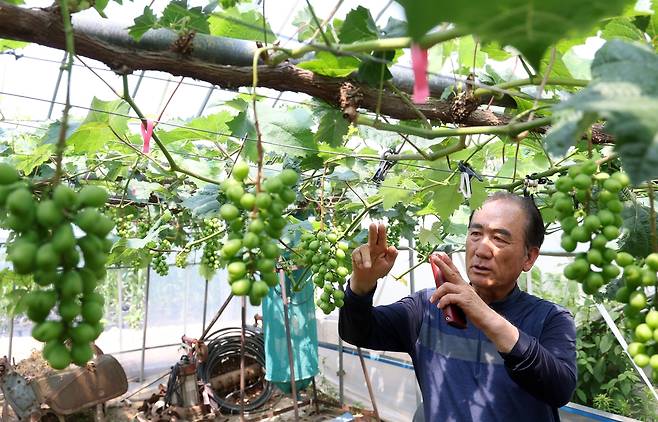 포도 농원을 운영하는 농민 김성기(72) 씨 [촬영 양지웅]