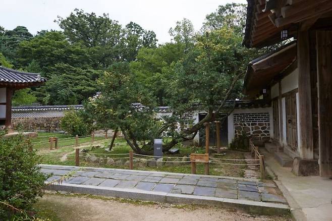 화성 융릉 개비자나무. 화성시 제공