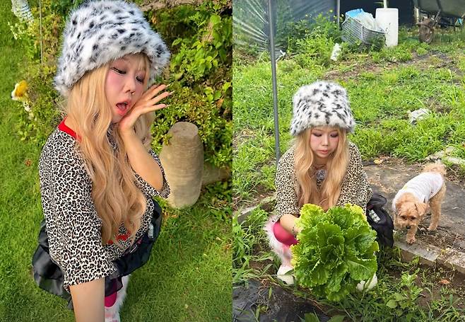Comedian Hong Hyun-hee has captured the publics attention by revealing her significantly slimmer figure following a successful diet. She posted photos on her personal account, showcasing her noticeably slimmer arms and sharp jawline.In the photos, Hong Hyun-hee exudes a lovely vibe wearing a black mini-dress and completes a unique look with red stockings. She also displayed a contrasting charm, transforming into a Japanese Gyaru style while inspecting vegetables in a lettuce patch.Hong Hyun-hee married interior designer Jayson in 2018 and they have a son, Jun-beom. She garnered significant attention last December when she revealed on her YouTube channel that she had lost weight from 60kg to 49kg.
