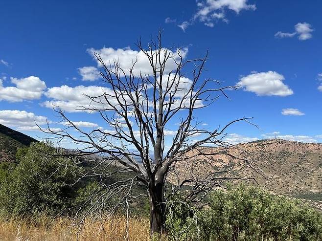 미국 애리조나에서 발견된 죽은 악어향나무(Juniperus deppeana)의 모습. 기후변화로 인한 지역적 멸종을 경험한 연구에 포함된 온대성 식물 종 중 하나다. 존 윈스 교수 제공