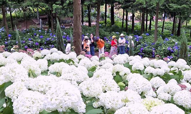 전남 보성군 겸백면 성림원에 대표적인 여름꽃인 수국이 활짝 피었다. 관광객들이 수국꽃을 배경으로 추억을 남기고 있다./김영근 기자