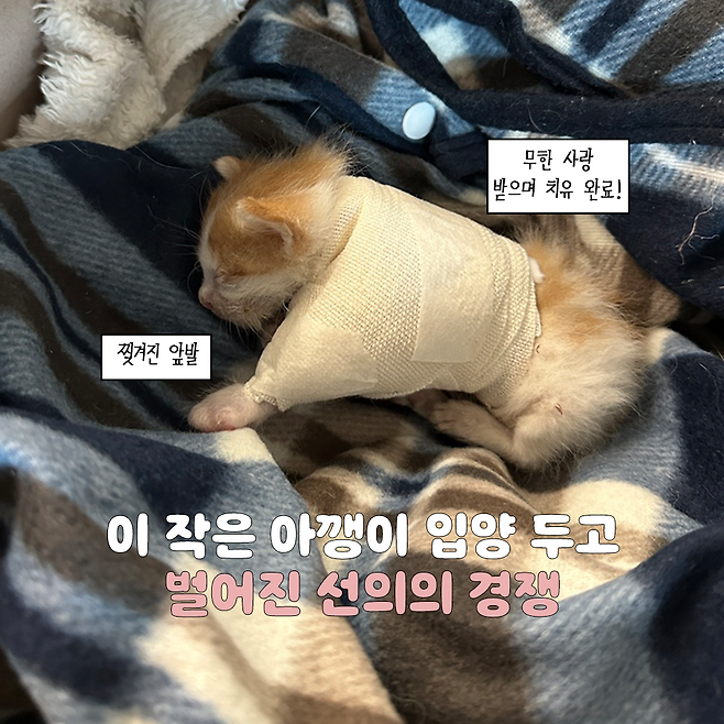 보호자 제공, 동그람이