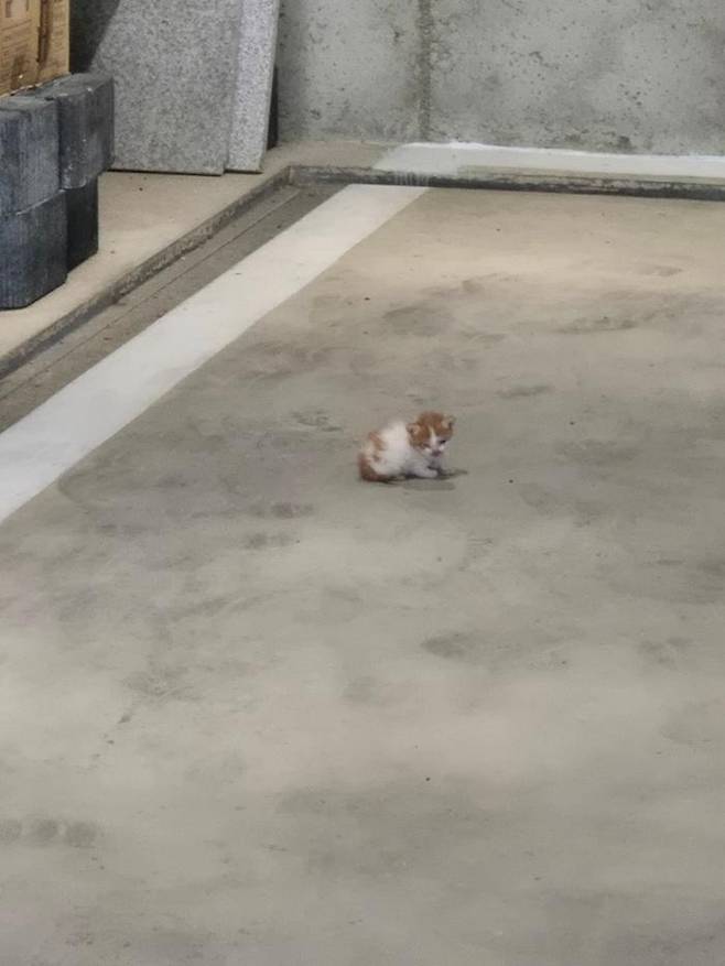 처음 발견된 베리ㅜㅜ 보호자 제공