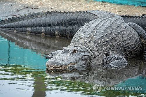 플로리다의 악어 (기사와 직접적인 관련 없는 사진) [EPA/연합뉴스]