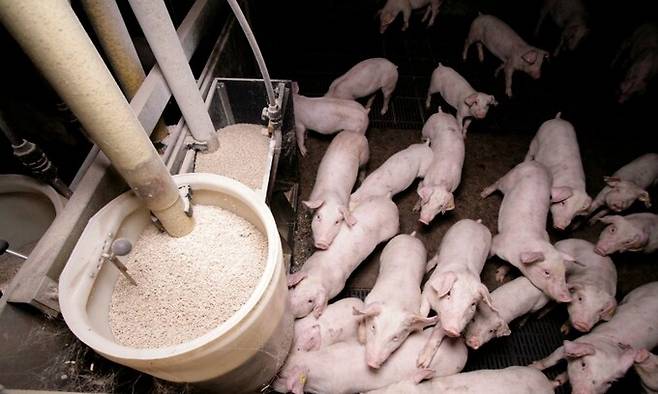 지난 20년간 세계 곳곳에서 사육되는 농장동물의 수가 53% 급증했으며, 농장동물 사료 생산을 위해 사용되는 경작지 또한 27% 증가했다는 연구 결과가 나왔다. 마틴 어스본/SFFF 제공