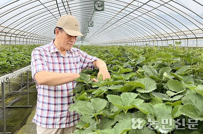 박형규 충남 논산 킹스베리 연합회장이 자신의 육묘장에서 딸기 모종 생육 상태를 살펴보고 있다.