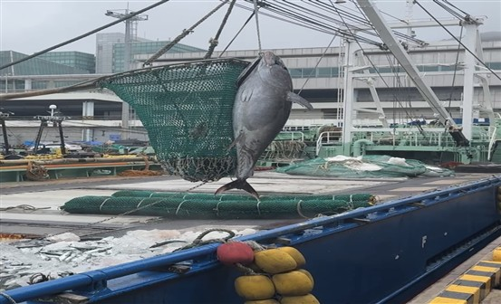 7일 부산 서구 감천항 제4부두에서 대형선망 어업 선단이 어획한 참다랑어를 동원산업으로 운반하고 있다. 부산시 제공