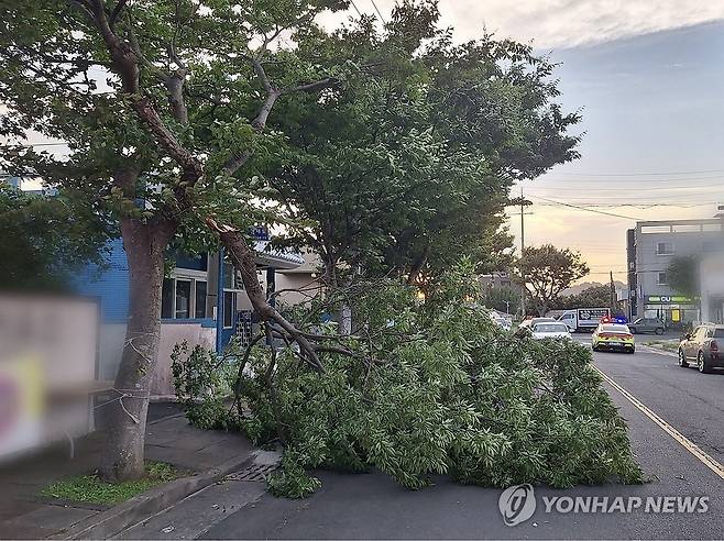 제주에 강풍, 꺾인 가로수 (제주=연합뉴스) 12일 제주지역에 초속 20ｍ 이상의 강한 바람이 부는 가운데 제주시 내 가로수가 강풍에 꺾여 있다. 2026.7.12. [제주도 소방안전본부 제공.재판매 및 DB 금지] koss@yna.co.kr