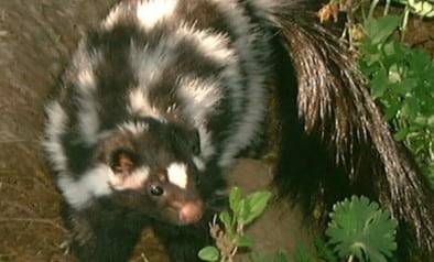 미국정부가 멸종위기종 지정을 검토하는 평원점박이스컹크./Blake Sasse/Arkansas Game and Fish Commission, USFWS