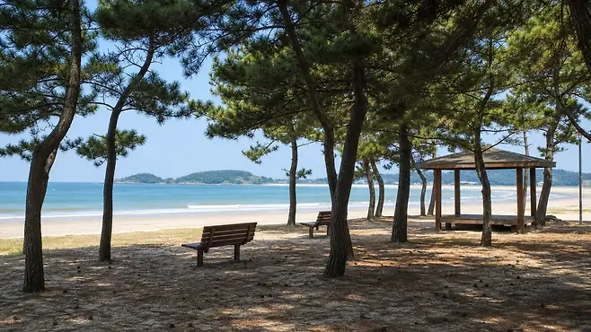 대천해수욕장 소나무 그늘과 공공 벤치·쉼터가 바다를 향한 주변 공간