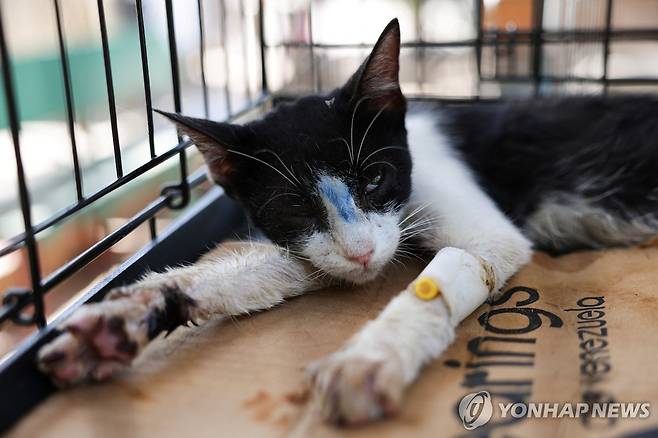 미시온 네바도 동물보호소에 있는 고양이 [로이터=연합뉴스 자료사진. 재판매 및 DB 금지]