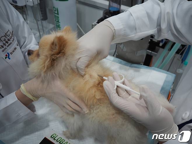 수의사가 서울동물복지지원센터에서 내장형 동물등록을 하고 있다(서울시 제공). 2024.3.13 ⓒ 뉴스1