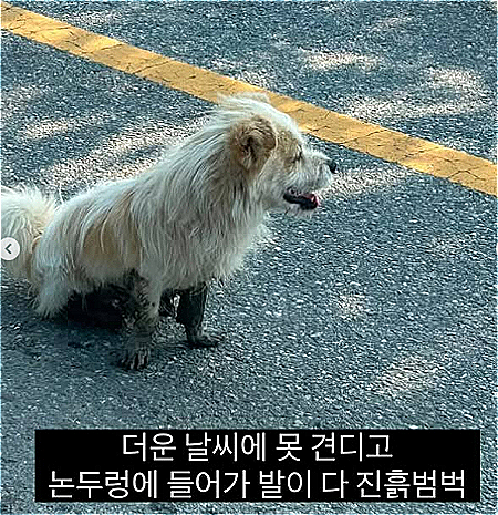 [유기견 입양홍보 계정 ‘럭키러버(@lucky.lover_s2)’]