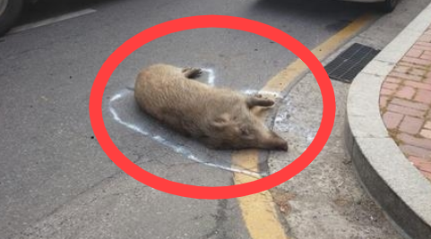 서울 도심에서 포획된 멧돼지.[강동구청 제공]