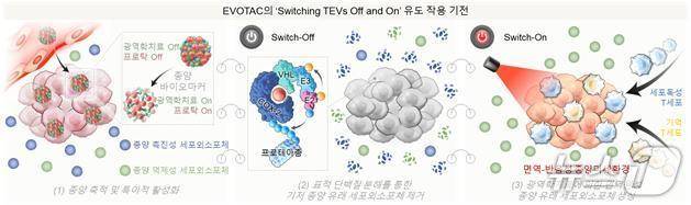 항암 나노스위치 치료제 작용 기전(심만규 한국과학기술연구원 선임연구원 제공) /뉴스1
