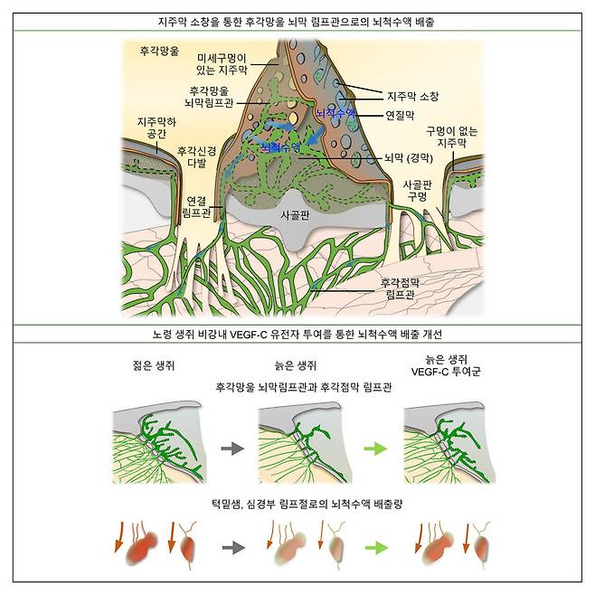 지주막 소창을 통한 후각망울 뇌막 림프관으로의 뇌척수액 배출 경로(위)와 비강 내 VEGF-C 유전자 투여를 통한 뇌척수액 배출 회복(아래) 모식도. 과학기술정보통신부 제공