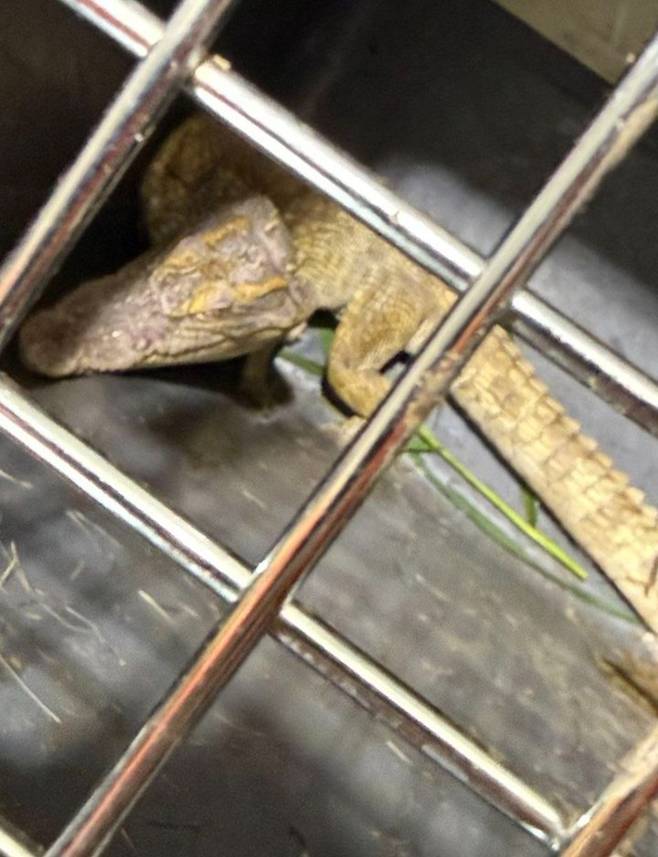 지난 18일 여주 소양천에서 포획된&nbsp;샴악어. 뉴시스