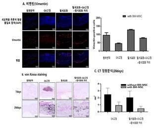 생체 내 실험: 탈세포화 후 글루타르알데하이드(GA) 고정 및 항석회화 처리를 거쳐 재세포화된 이식편이 (A) 조직분석에서 Vimentin(빨간색) 발현 증가 (B) von Kossa 염색에서 석회화 분포(검은색) 감소 (C) CT 정량 분석 시 칼슘 침착 유의하게 감소.