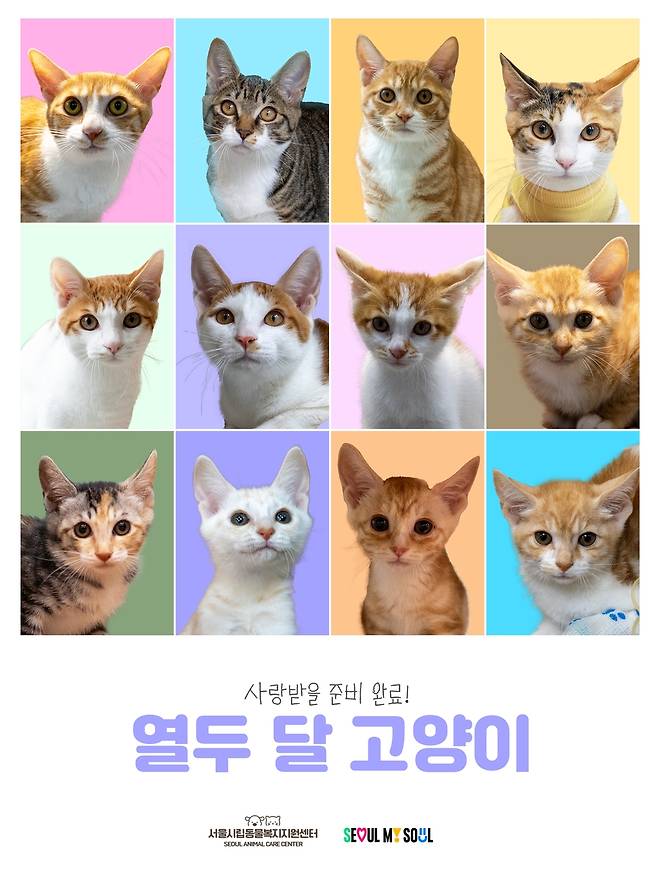 열두달 고양이 [서울시 제공. 재판매 및 DB 금지]