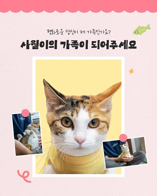 열두달 고양이 중 '사월이' [서울시 제공. 재판매 및 DB 금지]